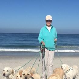 Labrador Retrievers from Cindy Ellis
