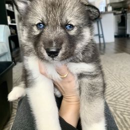 Siberian Husky Puppies from SoFlo Siberians
