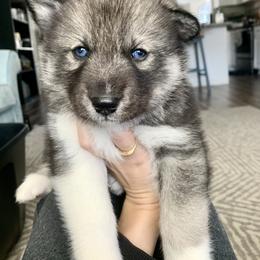 Siberian Husky Puppies from SoFlo Siberians