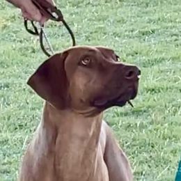 Rhodesian Ridgeback puppies from Keefer Ridge Rhodesian Ridgebacks