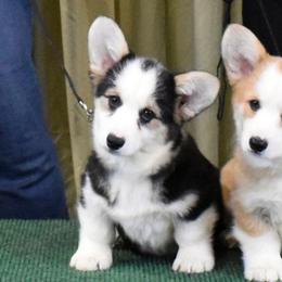 Kacey - Black and tan female Pembroke Welsh Corgi puppy in Dunbar, Nebraska from Vintage Corgis