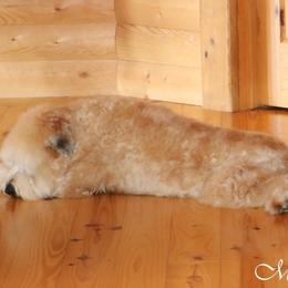 Memphis - Soft Coated Wheaten Terrier