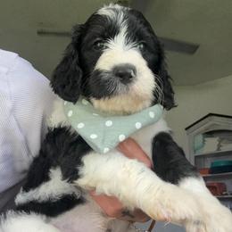 Gunner - Black and white male Assorted Doodle Crosses puppy in Port Saint Lucie, Florida from Sommerdoodle