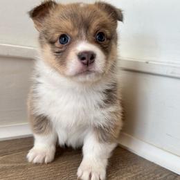 Beautiful sable bluie - Sable female Pembroke Welsh Corgi puppy in Clarksville, Tennessee from Cooler Farms Corgis