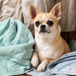 Fern - Chihuahua