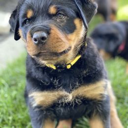 Rottweiler Puppies from Happy Rottweilers