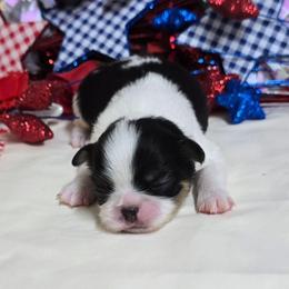 Black Tan Boy (green) - Black tan and white male Japanese Chin puppy in Tulsa, Oklahoma from Locust Creek Pugs & Japanese Chin's