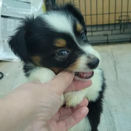 DAISY BTF - Black tri female Toy Australian Shepherd puppy in Norwood, Missouri from Looney Farm’s Toy & Mini Aussies