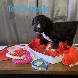 Teal - Black and white female Bernese Mountain Dog puppy in Delton, Michigan from Rocky Top Acres
