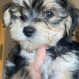 Maltese and Morkies from Bernee’s Babies
