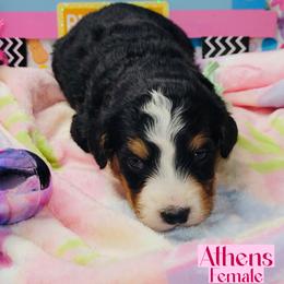 Athens - Tri-color female Bernedoodle puppy in Beecher, Illinois from Erica’s Doodles