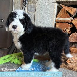 GLACIER - Black and white male Sheepadoodle puppy in Charlo, Montana from Heavenly Hilltop Farm