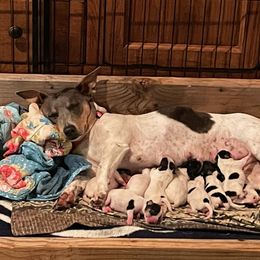 Teddy Roosevelt Terrier Puppies from Bridges Okie Kennel