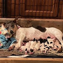 Teddy Roosevelt Terrier Puppies from Bridges Okie Kennel