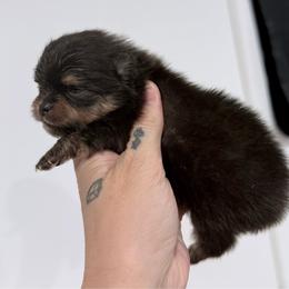 Fester - Black and tan male Pomeranian puppy in Coleman, Oklahoma from Pretty Poms