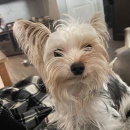 Doc - Yorkshire Terrier
