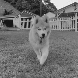 Siberian Husky Puppies from Blue Ridge Siberians