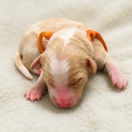 Candy - Yellow and white female Bernedoodle puppy in Springville, Utah from Oodles of Bernedoodles