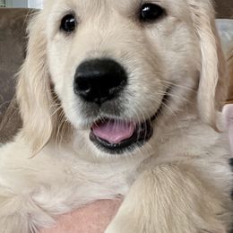 Golden Retriever Puppies from Gaddis Golden Retrievers