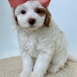 K- PINK GIRL - Parti female Goldendoodle puppy in Lewisville, Texas from Texas Goldendoodle Lovers