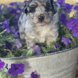 Girl 2 - Aussiedoodle puppy in Garland, Kansas from Forester Farms