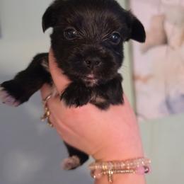 Cypress - male Yorkipoo puppy in West Enfield, Maine from GRIFFEY'S SPA AND KENNEL