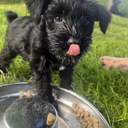Miniature Schnauzer Puppies from Chantel's Miniature Schnauzers