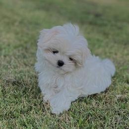 Maltese and Maltipoo Puppies from PrissyPawz