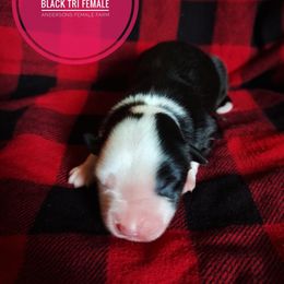 Girl 1 - Black tri female Miniature Australian Shepherd puppy in Kettle Falls, Washington from Ellie's Miniature Australian Shepherds