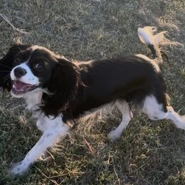 Phantom - Cavalier King Charles Spaniel