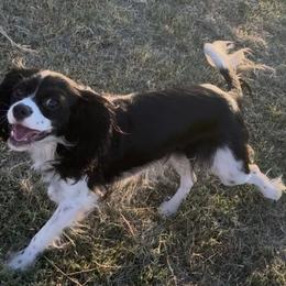 Phantom - Cavalier King Charles Spaniel