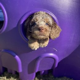 Aussiedoodle Puppies from Gore Doodle Ranch