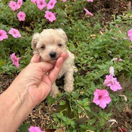 Calla - Apricot female Maltipoo puppy in Oakland, Kentucky from Imperial Dogs