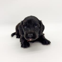 Sunny (AKC solid black) - Black male Dachshund puppy in Waddell, Arizona from Neu Doxies