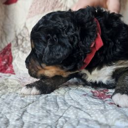 Bernedoodle Puppies from Joyful Pastures Homestead