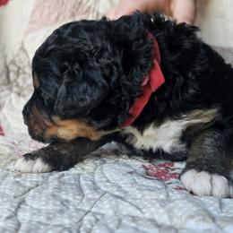Bernedoodle Puppies from Joyful Pastures Homestead