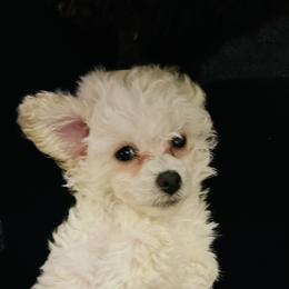 Poodle Puppies from Tiny Toy Poodles