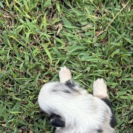 Female 1 - Blue merle female Miniature Australian Shepherd puppy in Muscadine, Alabama from B&M Miniature Australian Shepherds