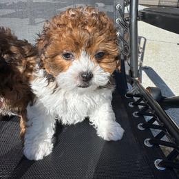 Trixie - Liver and white female Shihpoo puppy in Cedar Springs, Michigan from Pridespoodles