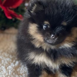 Girl 1 - Black and tan female Pomeranian puppy in Jamestown, California from Park Avenue Poms