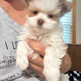 Lena - Chocolate, tan and white female Yorkshire Terrier puppy in Lyle, Washington from Sport Yorkie
