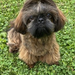 Shiloh - Shih Tzu