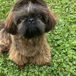 Shiloh - Shih Tzu