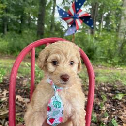 Curly - Cream male Goldendoodle puppy in Camden, North Carolina from Oopsie Doodles of NC
