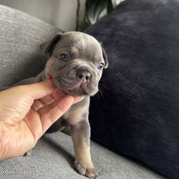 Boy 2 - Blue male French Bulldog puppy in Bolingbrook, Illinois from @yarathefrenchie