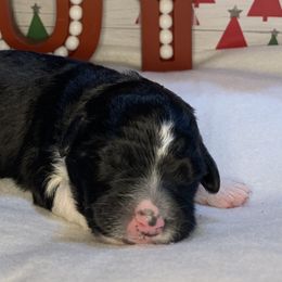 Girl 1 - Aussiedoodle puppy in Shell Lake, Wisconsin from KC Acres