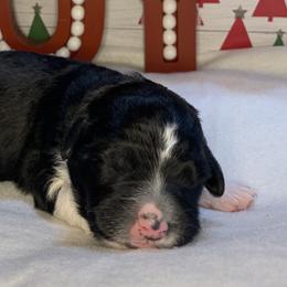 Girl 1 - Aussiedoodle puppy in Shell Lake, Wisconsin from KC Acres