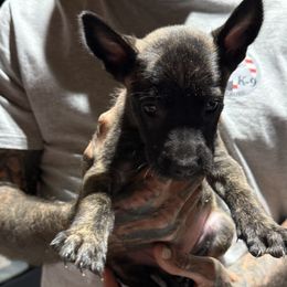 Girl1 - Black brindle female Dutch Shepherd puppy in Watertown, Connecticut from APACHE CANINE