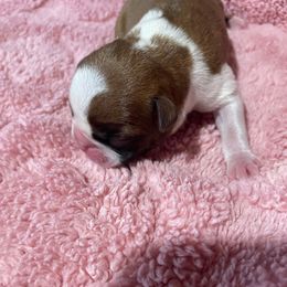 Shaylee - Brindle and white female Boston Terrier puppy in Johnstown, Colorado from R&M Bostons