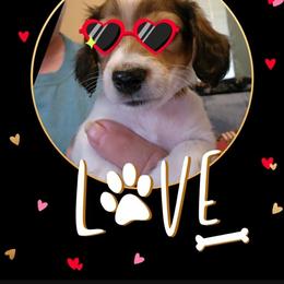 Dachshund Puppies from Happy Tails Doxie's